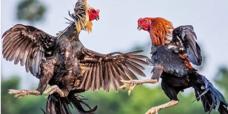 Đá Gà Hubet - Cổng Game Chiến Kê Hàng Đầu Năm 2025 3 Đá gà cựa dao là loại hình đấu kịch tính và máu lửa tại sảnh chơi đá gà Hubet